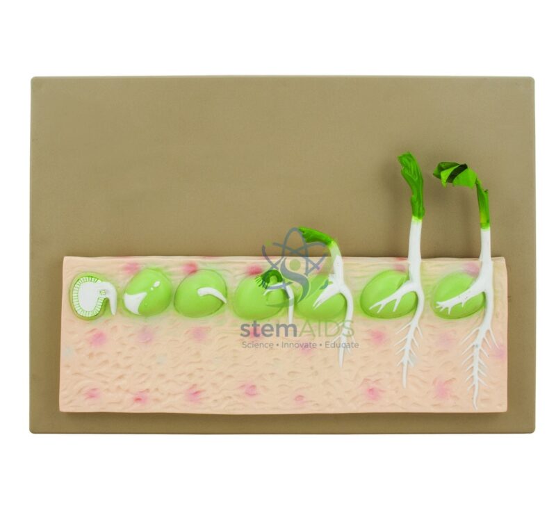 Pea Seed Germination Model 1 Pea Seed Germination Model - Biology Lab Products | STEMAids