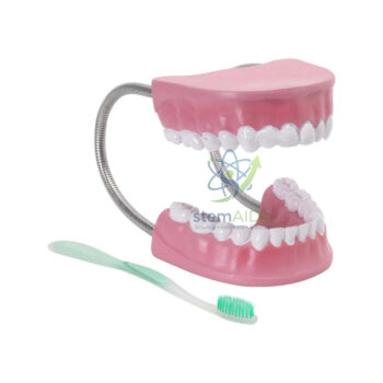 Home 8 22 Jaw Model with its Toothbrush - Biology Lab Products | STEMAids