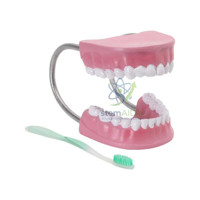 Jaw Model with its Toothbrush 1 Jaw Model with its Toothbrush - Biology Lab Products | STEMAids
