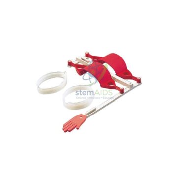 The Movement Model - Biology Lab Products | STEMAids