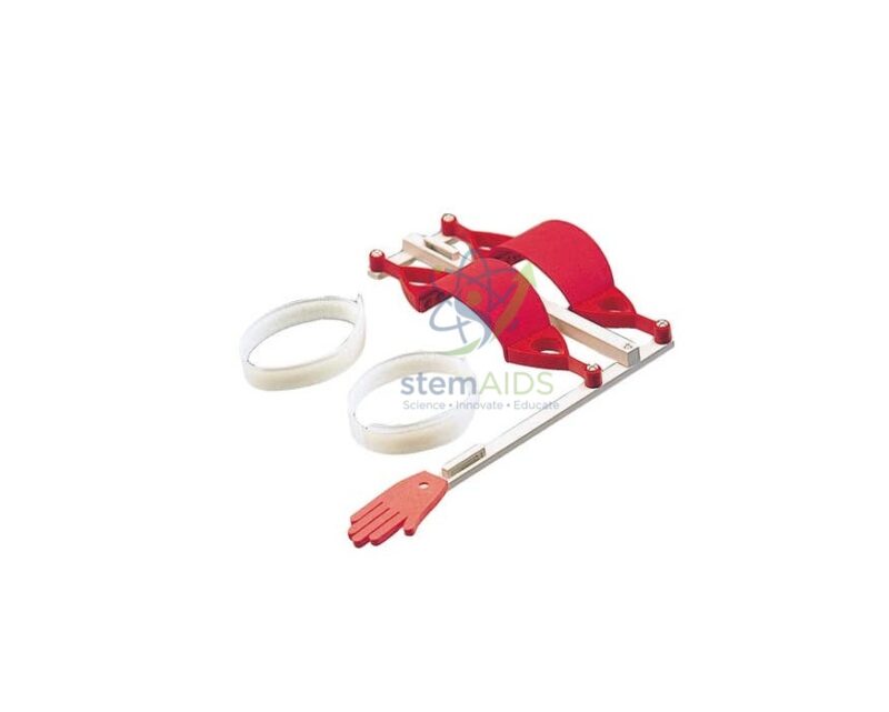 The Movement Model 1 The Movement Model - Biology Lab Products | STEMAids
