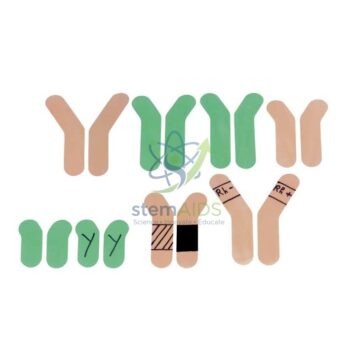 Chromatid Chromosomes Set - Biology Lab Products | STEMAids