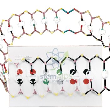 Plasmid Model Kit - Biology Lab Products | STEMAids