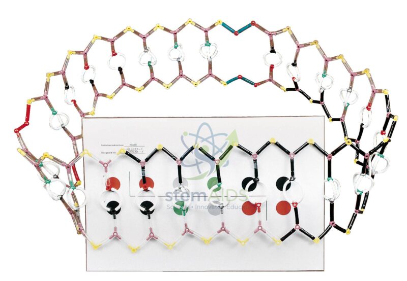 Plasmid Model Kit 1 Plasmid Model Kit - Biology Lab Products | STEMAids