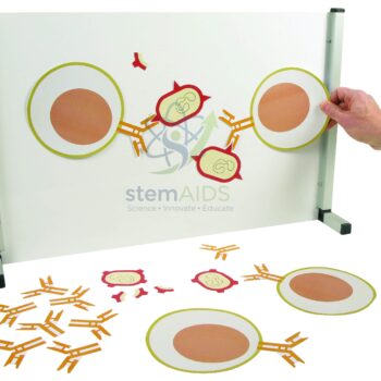 Home 4 35 Immunology Demonstration Group - Biology Lab Products | STEMAids