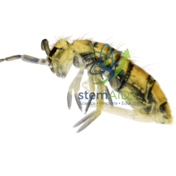 Microfauna Mesofauna Biodiversity of a Soil in Microtubes - Biology Lab Products | STEMAids