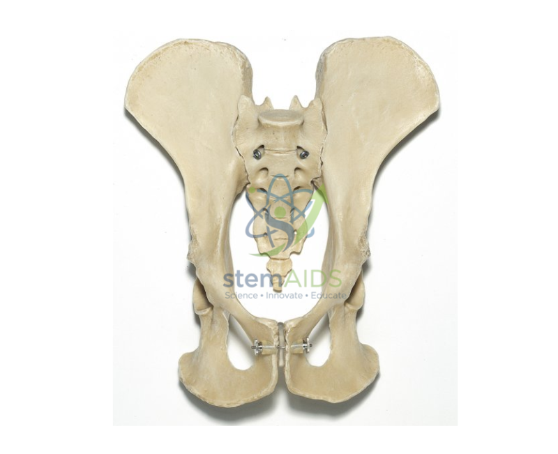 Chimpanzee Pelvis Skeleton 1 Chimpanzee Pelvis Skeleton - Biology Lab Products | STEMAids