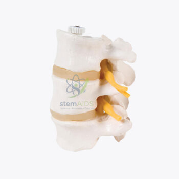 Model with 3 lumbar vertebrae - Biology Lab Products | STEMAids