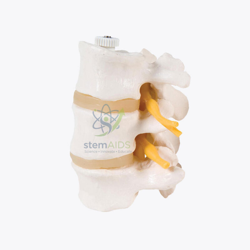 Model with 3 lumbar vertebrae 1 Model with 3 lumbar vertebrae - Biology Lab Products | STEMAids