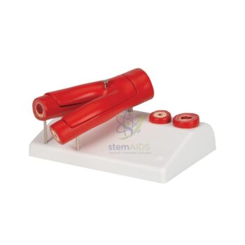 Atherosclerosis Model - Biology Lab Products | STEMAids
