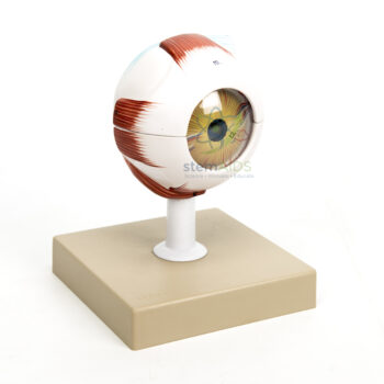 Detachable Eye - Biology Lab Products | STEMAids