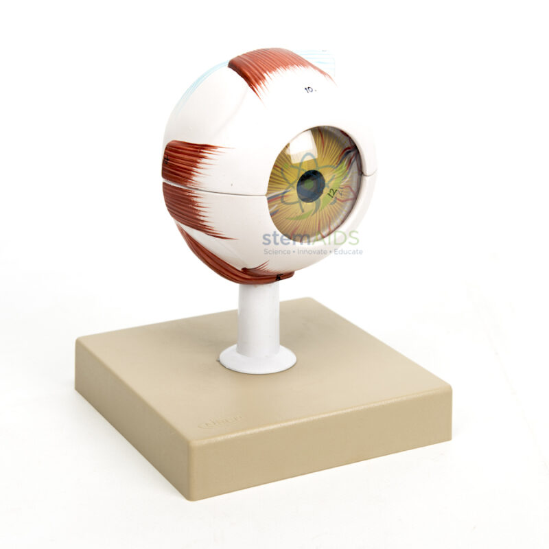 Detachable Eye 1 Detachable Eye - Biology Lab Products | STEMAids