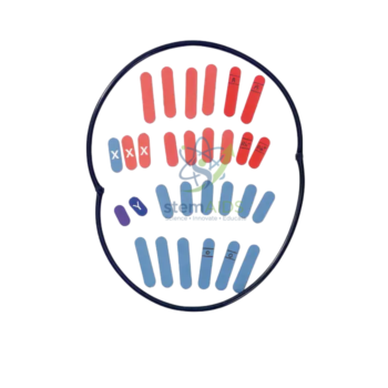 Genetic Set Student - Biology Lab Products | STEMAids