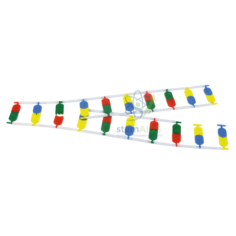 Molecular Model of DNA PCR Principle 1 Molecular Model of DNA PCR Principle - Biology Lab Products | STEMAids