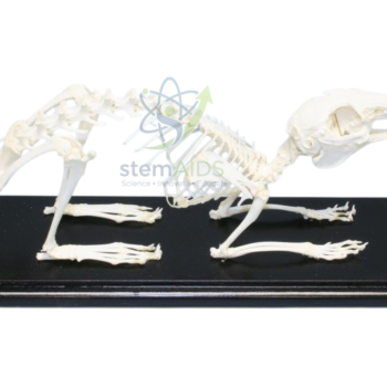 Real Animal Bone Skeleton - Biology Lab Products | STEMAids