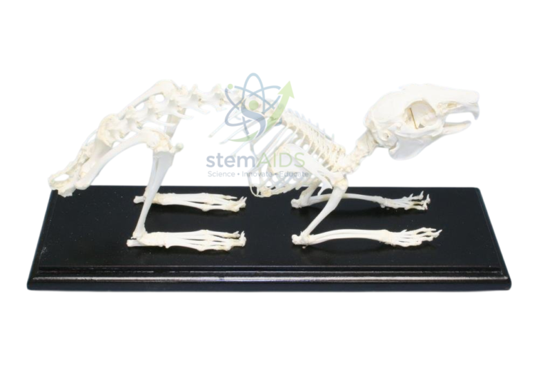 Real Animal Bone Skeleton 1 Real Animal Bone Skeleton - Biology Lab Products | STEMAids