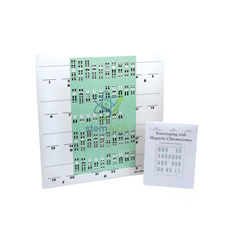 Karyotype with Magnetized Chromosomes 1 Karyotype with Magnetized Chromosomes - Biology Lab Products | STEMAids