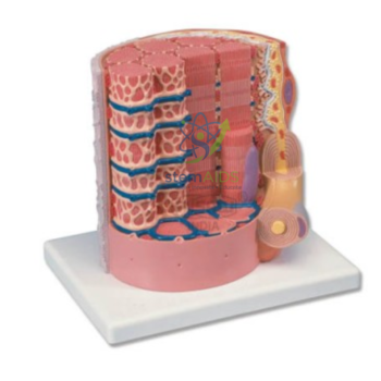 Muscle Fiber Type - Biology Lab Products | STEMAids