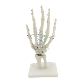 Human Hand Model - Biology Lab Products | STEMAids