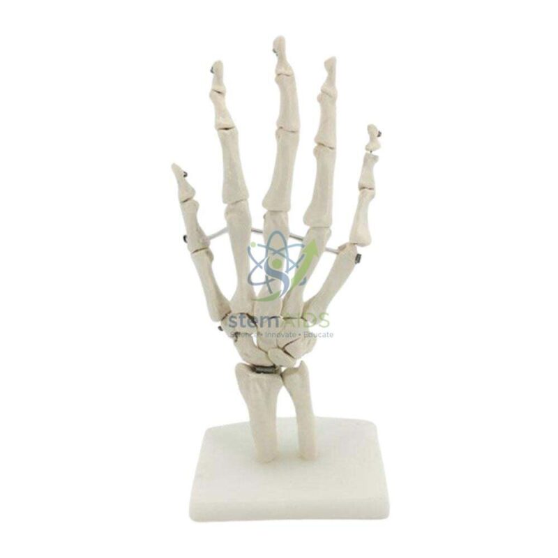 Human Hand Model 1 Human Hand Model - Biology Lab Products | STEMAids