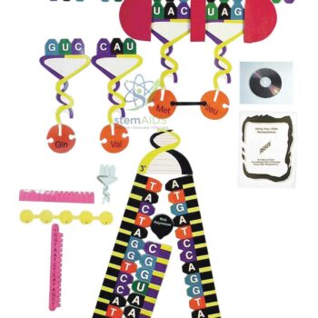 Protein Synthesis Manipulatives Kit - Biology Lab Products | STEMAids