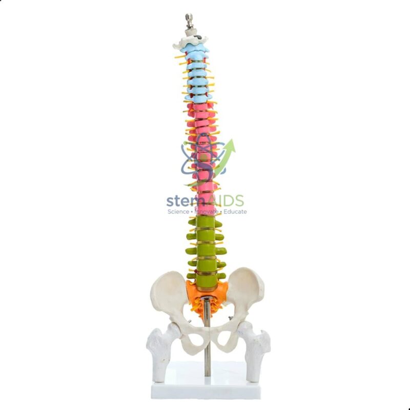 Human Small Spine Model with Fold-Out Guide 1 Human Small Spine Model with Fold-Out Guide - Biology Lab Products | STEMAids