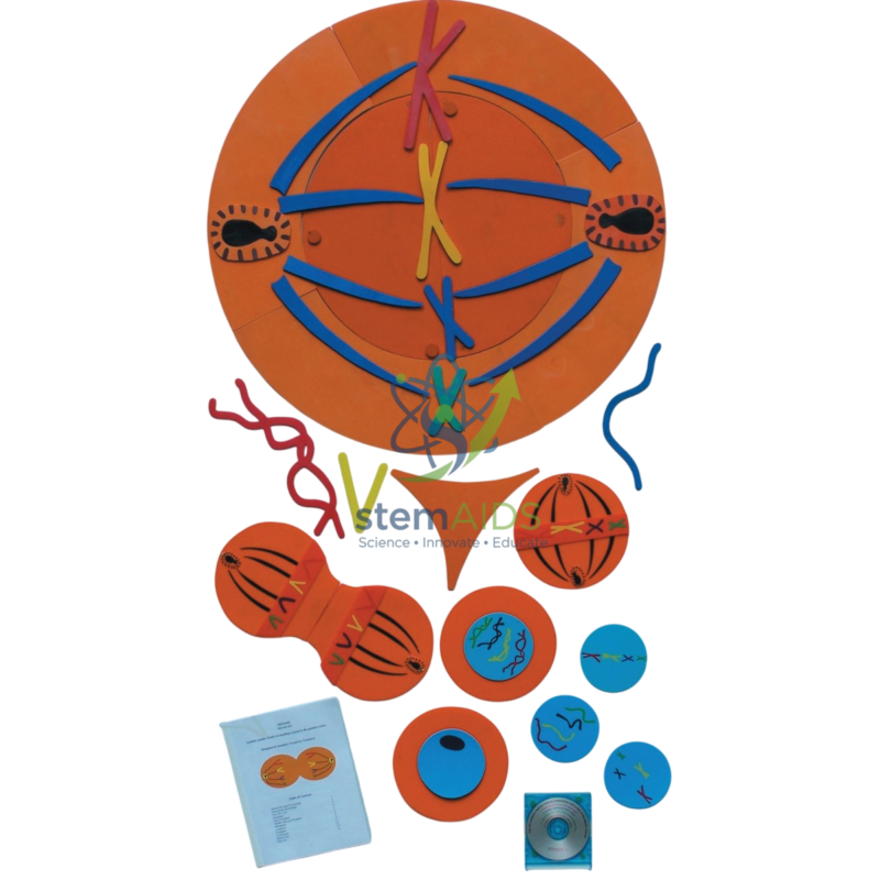 Mitosis Manipulatives Kit 1 Mitosis Manipulatives Kit - Biology Lab Products | STEMAids