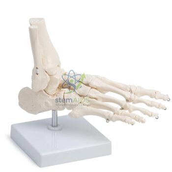 Human Foot Model - Biology Lab Products | STEMAids