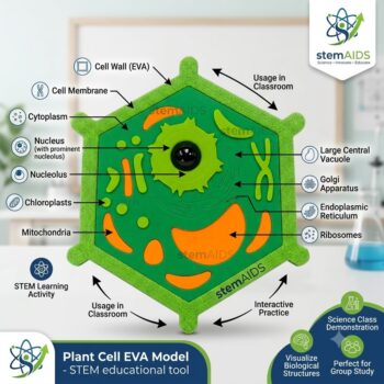 Plant Cell Structure EVA Model - Stem Kits | STEMAids
