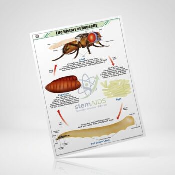 Housefly Life Stages Chart - Educational Charts | STEMAids