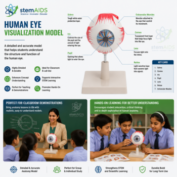 Human Eye Visualization Model - Anatomy Models | STEMAids