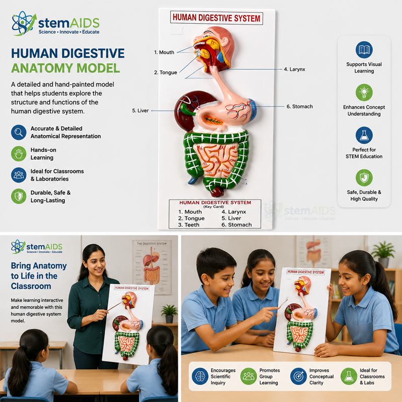 Human Digestive Anatomy Model 1 Human Digestive Anatomy Model - Anatomy Models | STEMAids
