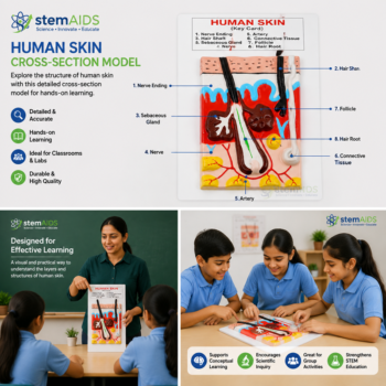 Human Skin Cross-Section Model - Anatomy Models | STEMAids