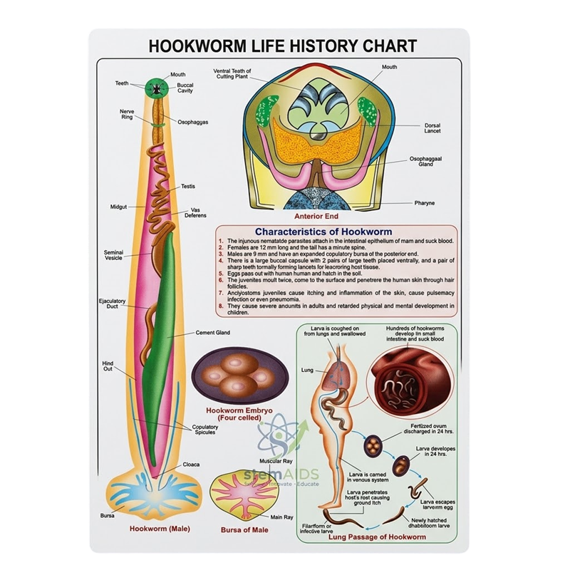Hookworm Life History Chart 1 Hookworm Life History Chart - Educational Charts | STEMAids
