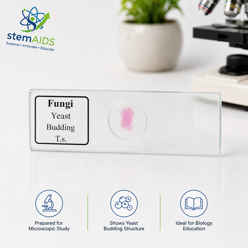 Yeast Budding Prepared Microscope Slide 1 Yeast Budding Prepared Microscope Slide - Prepared Slides | STEMAids
