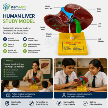 Human Liver Study Model - Anatomy Models | STEMAids