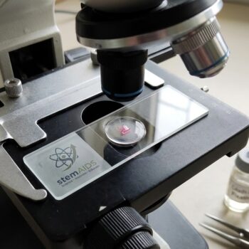 Hydra Prepared Microscope Slide - Prepared Slides | STEMAids