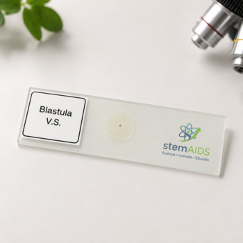 Blastula Embryology Slide - Prepared Slides | STEMAids