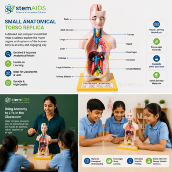 Small Anatomical Torso Replica - Anatomy Models | STEMAids