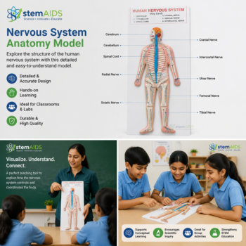 Nervous System Anatomy Model - Anatomy Models | STEMAids