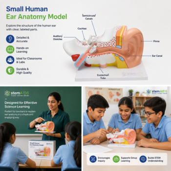 Small Human Ear Anatomy Model - Anatomy Models | STEMAids